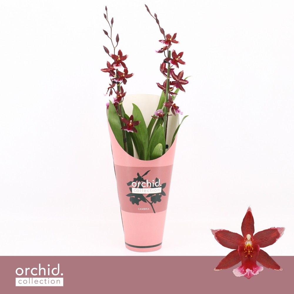 Barrocco Red, 2-spike 65+ cm 'Orchid Collection' Potcover, D 12