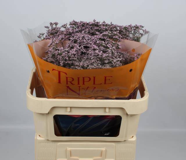 Лимониум Сафора Оши Пинк 70 (светло-роз.), шт.