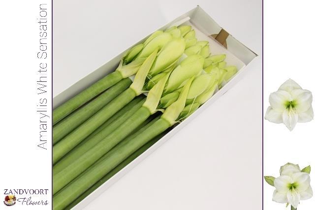 Амарилис Вайт Сенсейшн (бел.) x12, шт.