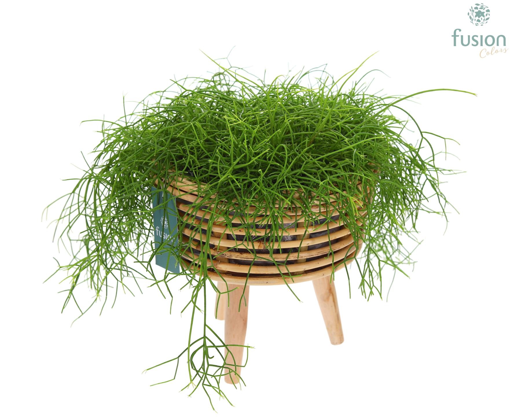 Mand rattan spiraal Hori natural op poten, D 23