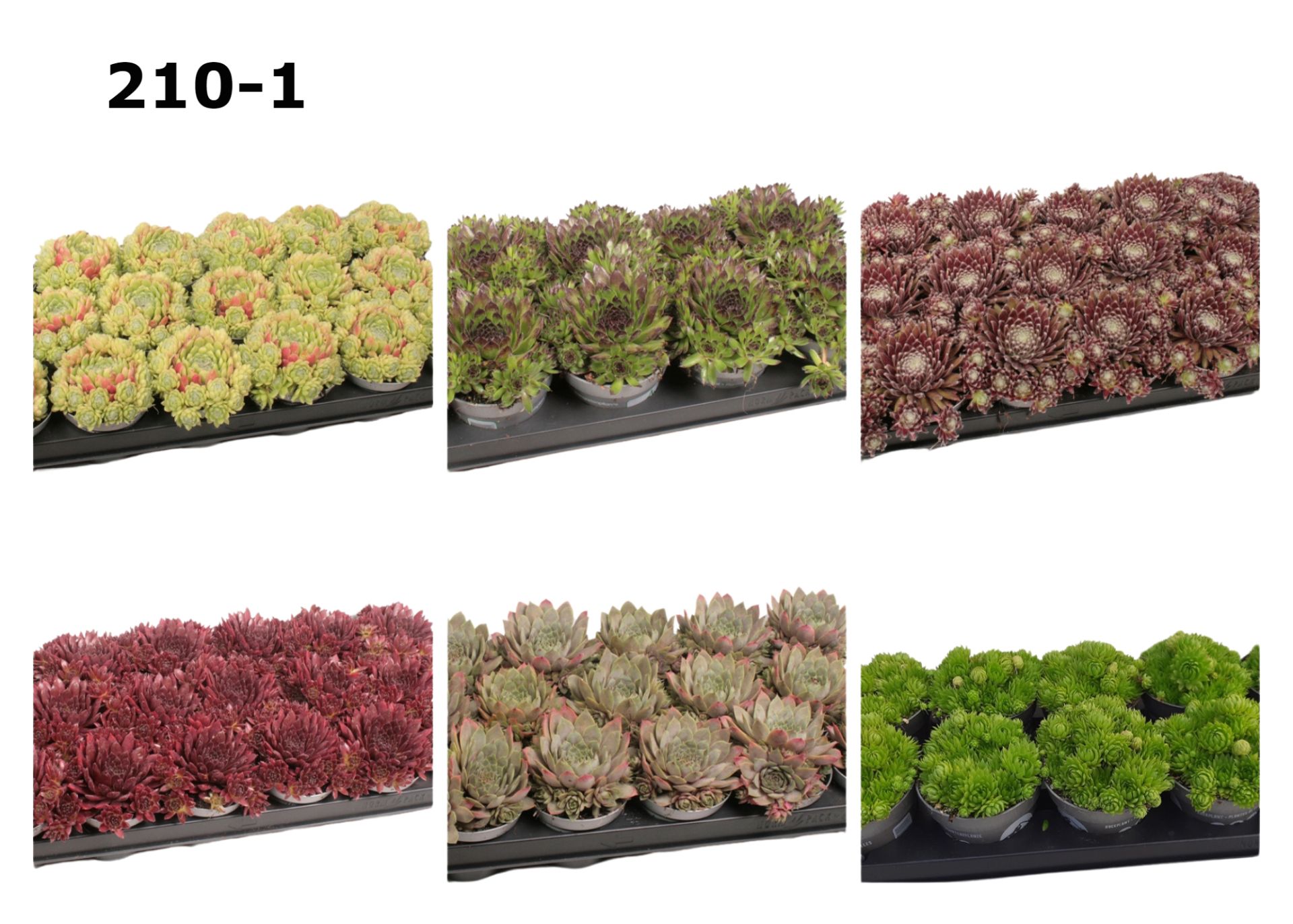 Sempervivum 9 cm op soort, D 9