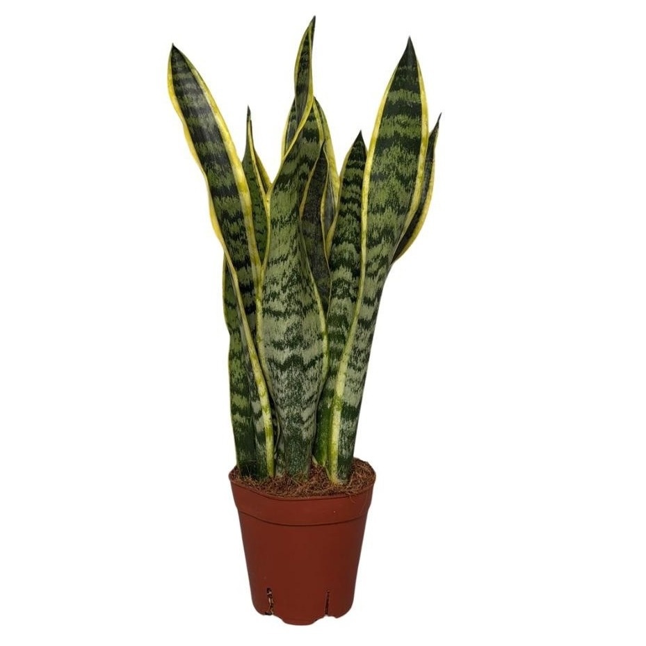 Sansevieria Laurentii Terracotta, D 14