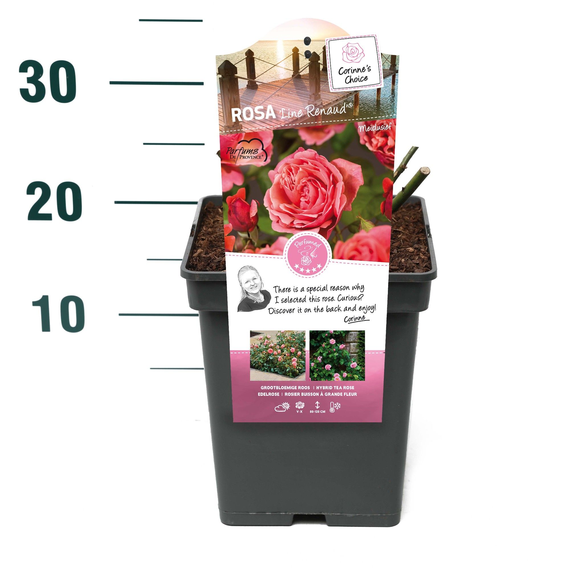 Rosa 'Line Renaud' - Struik - VP5 - Categorie 3, D 23