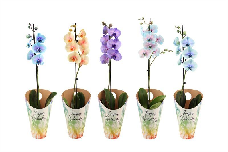 Potcover p12 enjoy Phal I am special mix 1T09+, D 12 cm