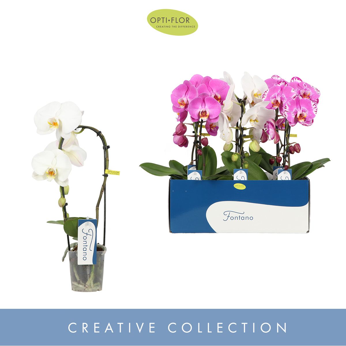 Fontano Mix 1 spike, D 9 cm