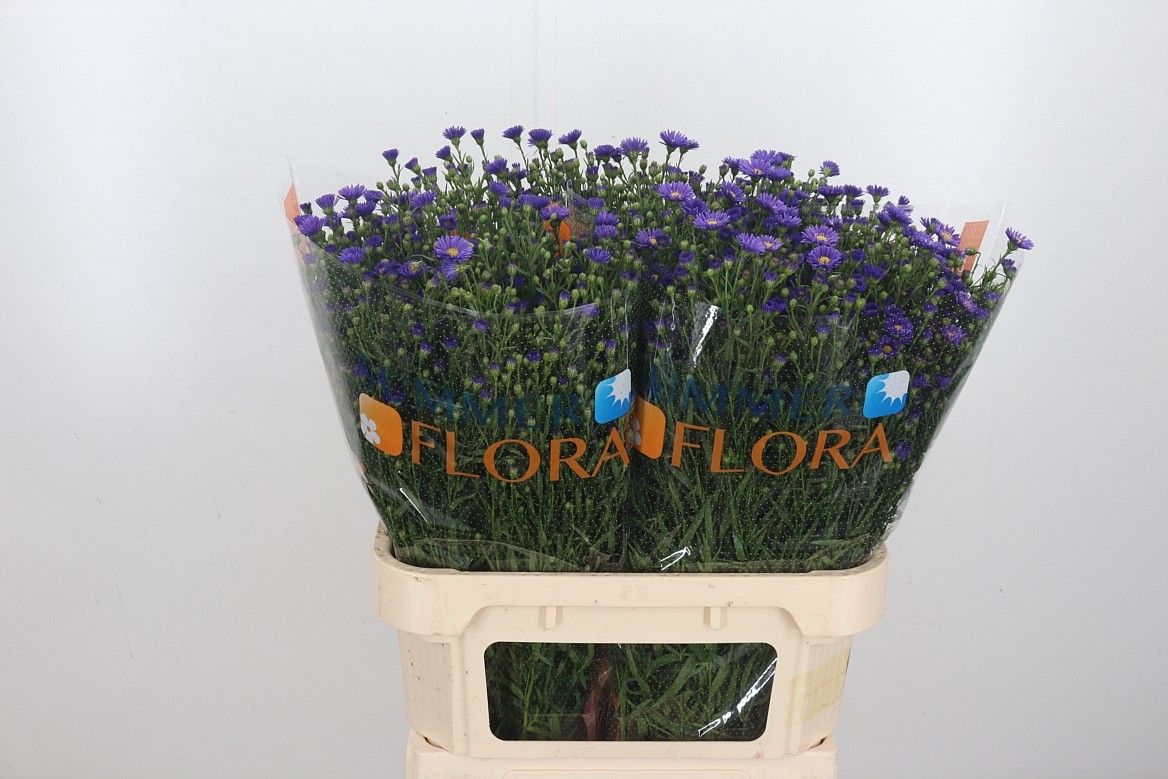 Астер Касамаре 80, шт.