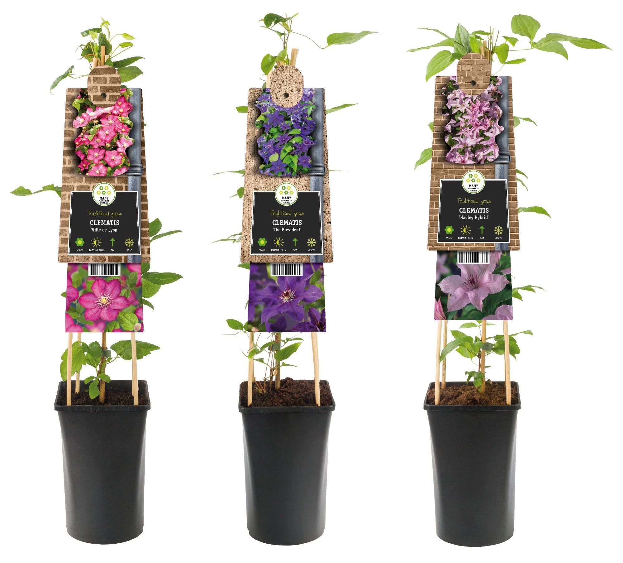 Mixshelf Clematis large-flowered varieties +3.0 label, D 17