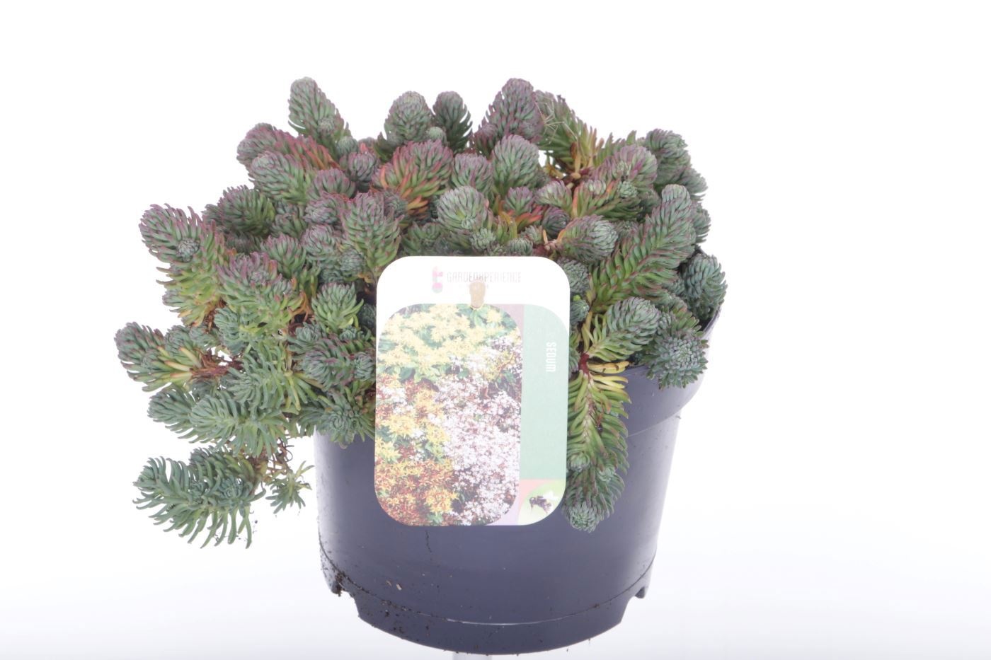 Sedum forsterianum Oracle, D 17