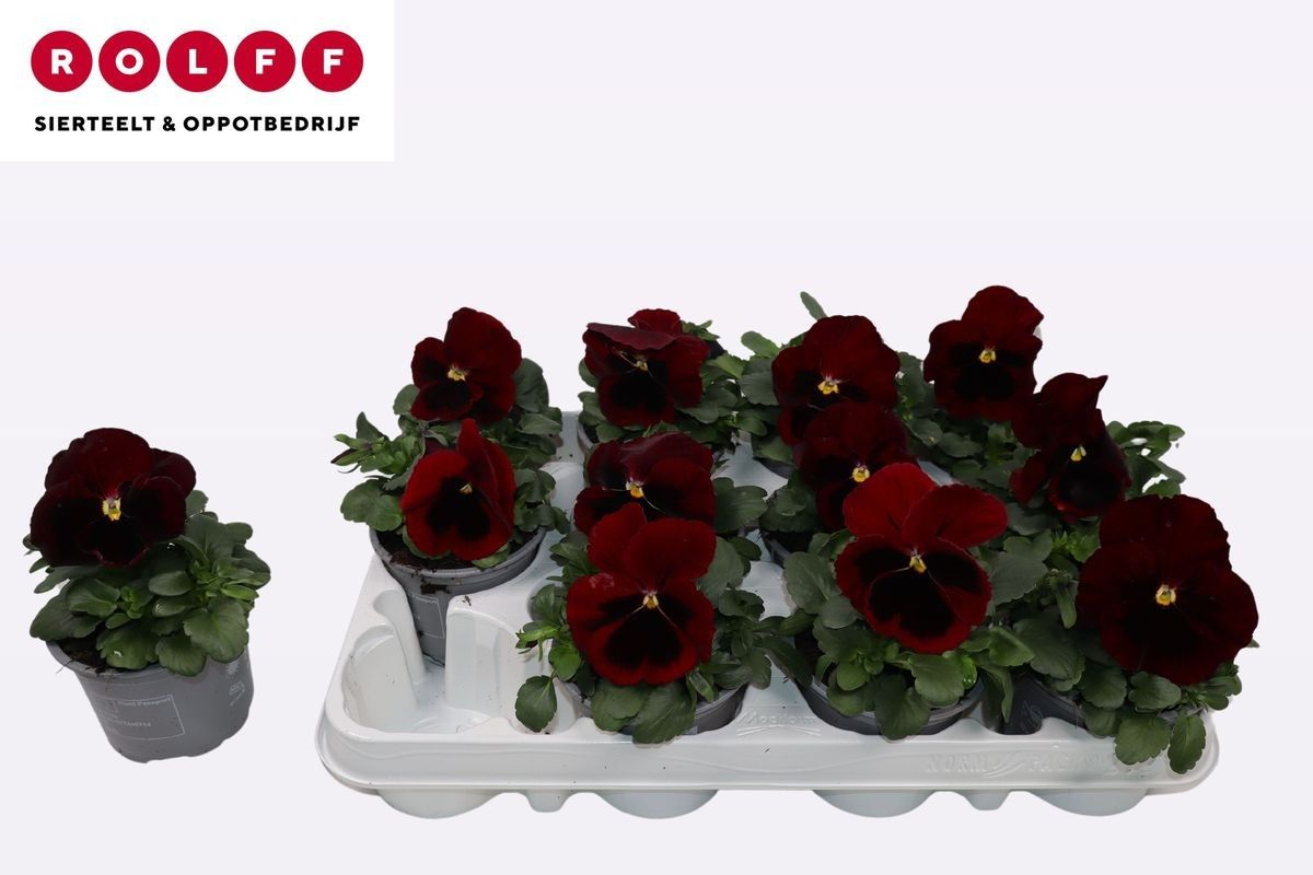 Viola Donker Rood, D 9