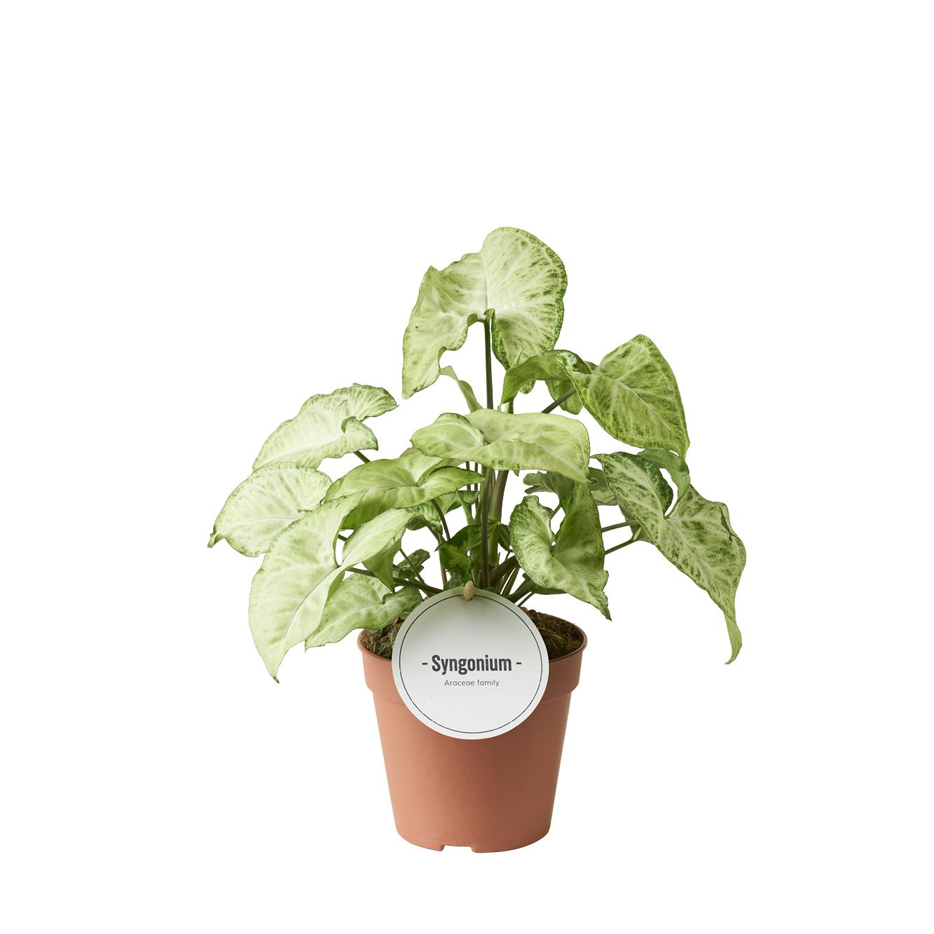 Syngonium White Butterfly, D 12