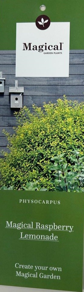 Physocarpus op. 'Magical Raspberry Lemonade' 40-50C3, D 19 cm