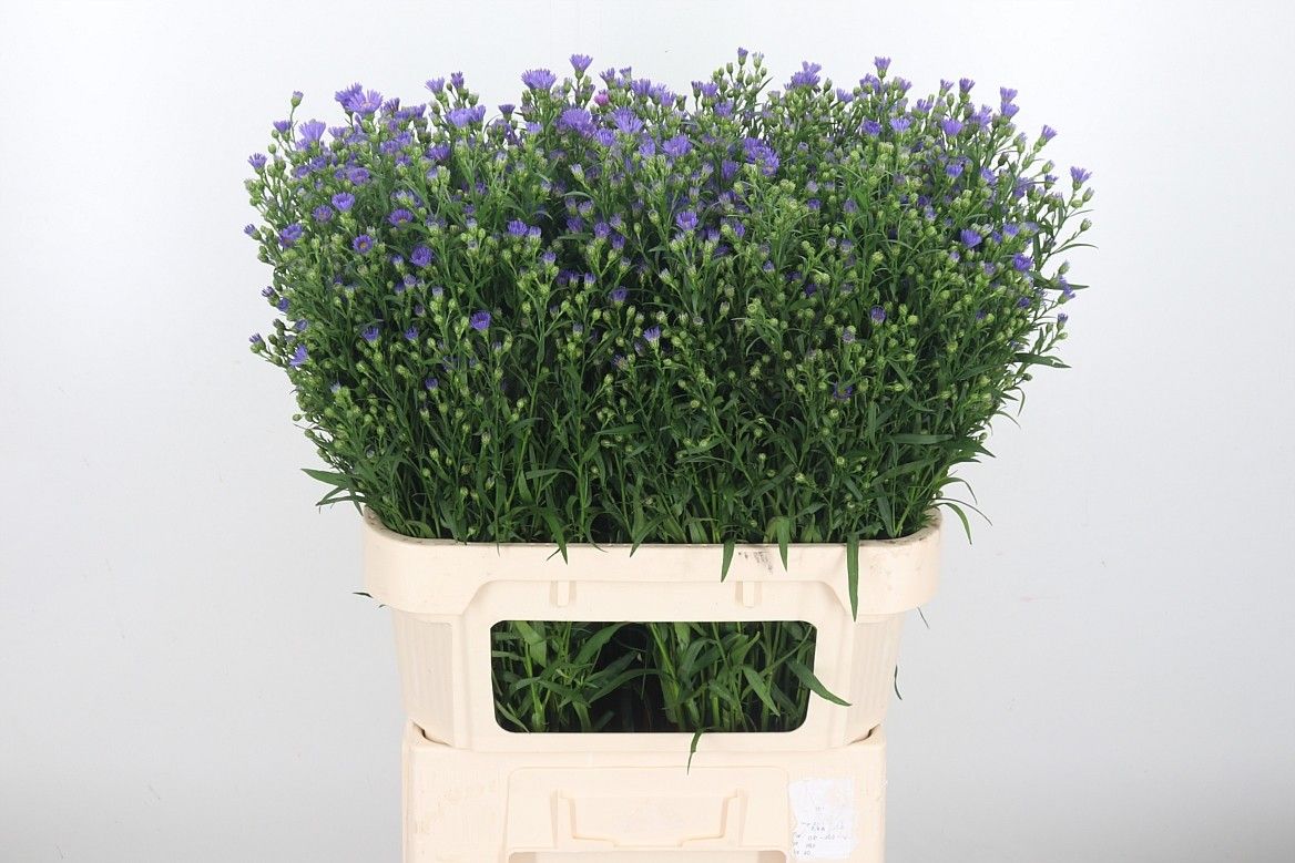 Астер Касамаре 80, шт.