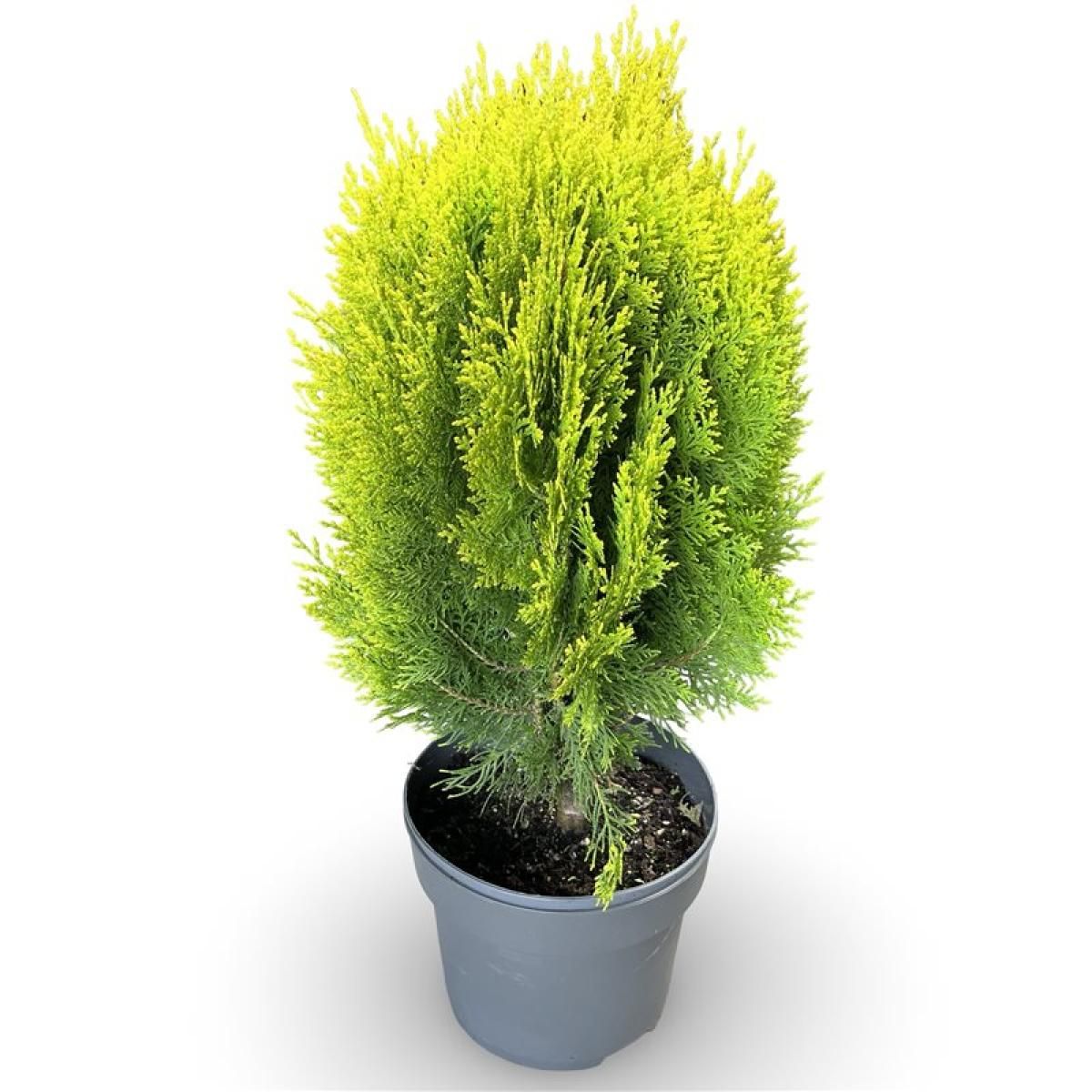 Thuja occ. 'Aurea Nana', D 21
