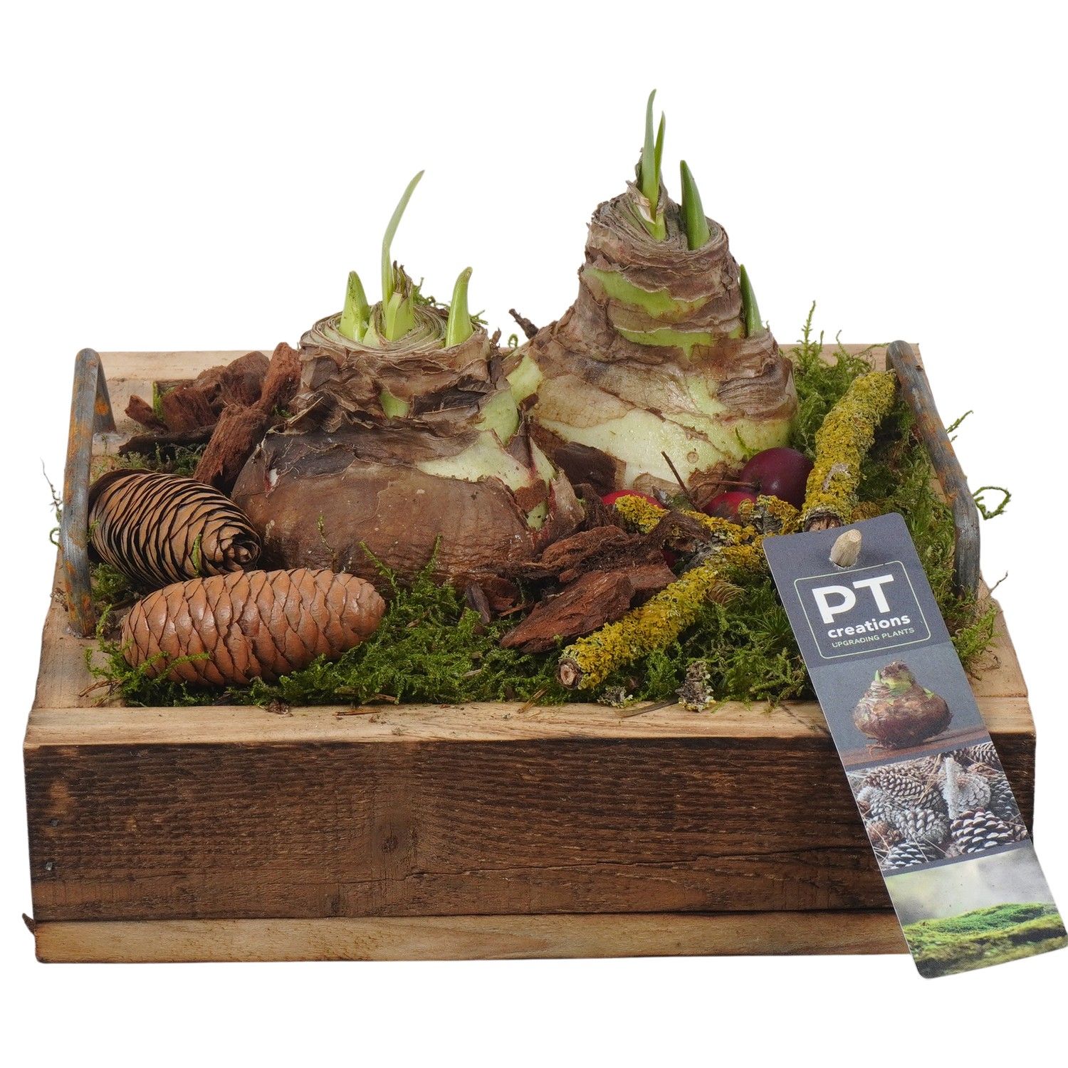 PTAA7536 Arrangement Amaryllis in houten bak, D 20 cm