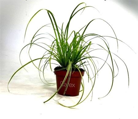 Carex 'Gold Fountains', D 10,5