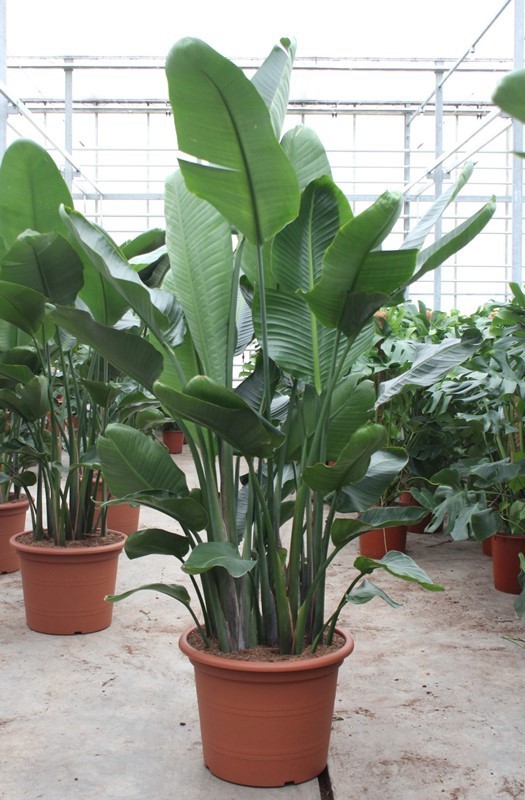 Strelitzia nicolai, D 55