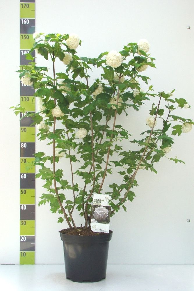 Viburnum opulus 'Roseum' C 20, D 36