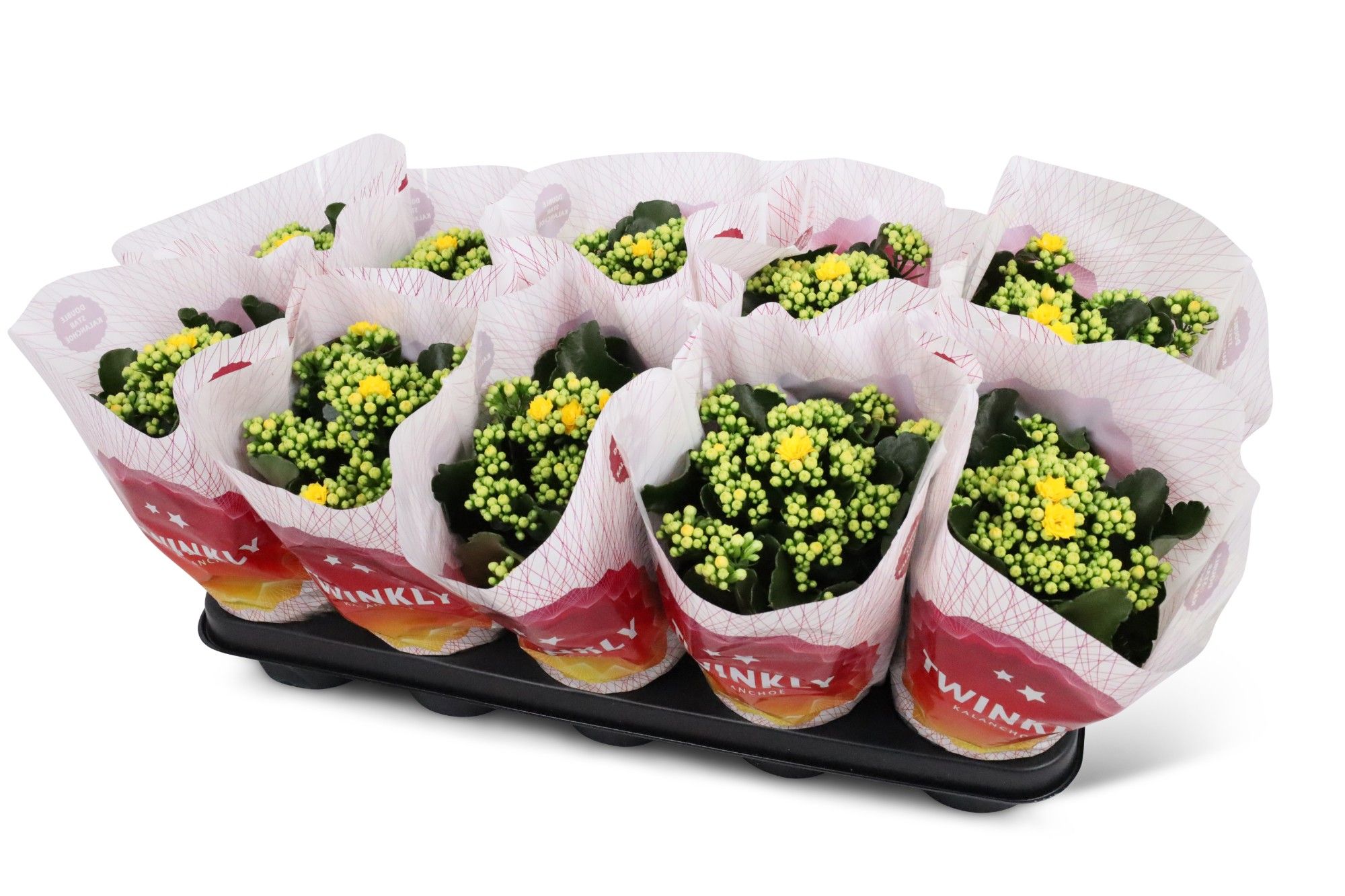 Kalanchoë Perfecta Yellow Twinkly hoes, D 12