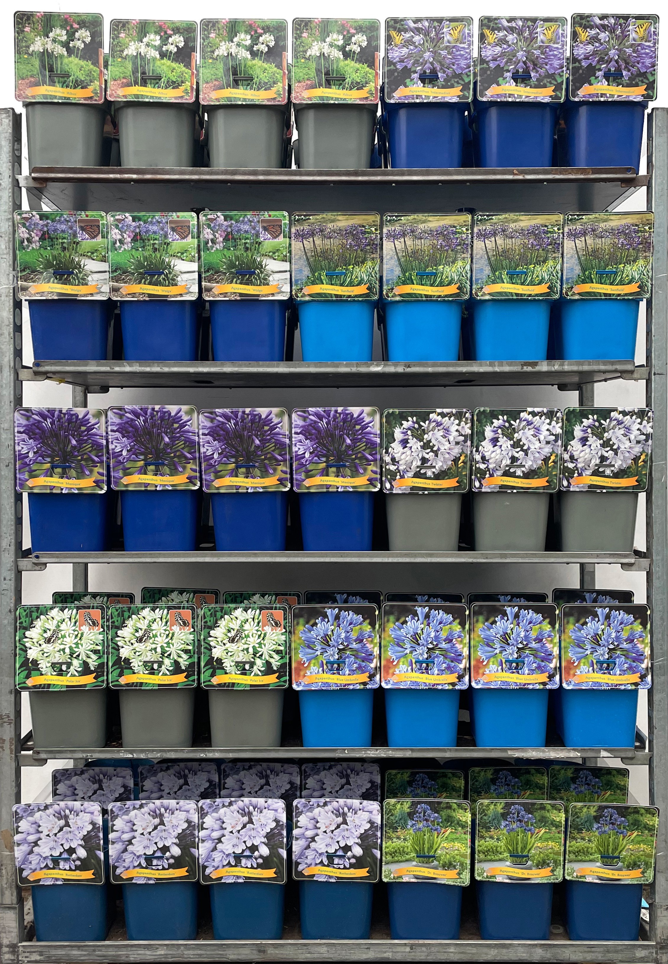 Agapanthus Mix CC C5, D 21
