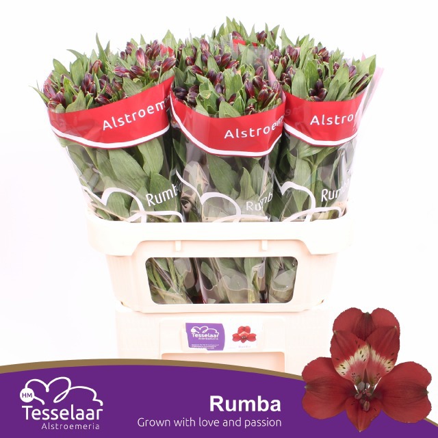 Альстромерия Румба (красн.), шт.