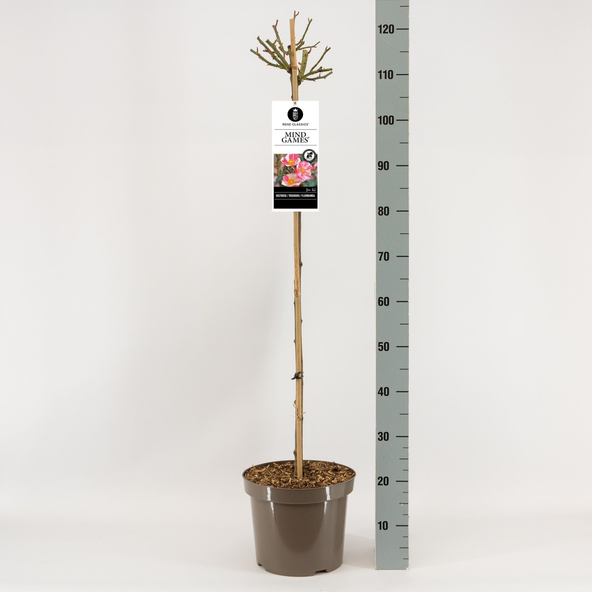 Rosa (F) Mind Games ®, stam 90, C7.5, D 26 cm