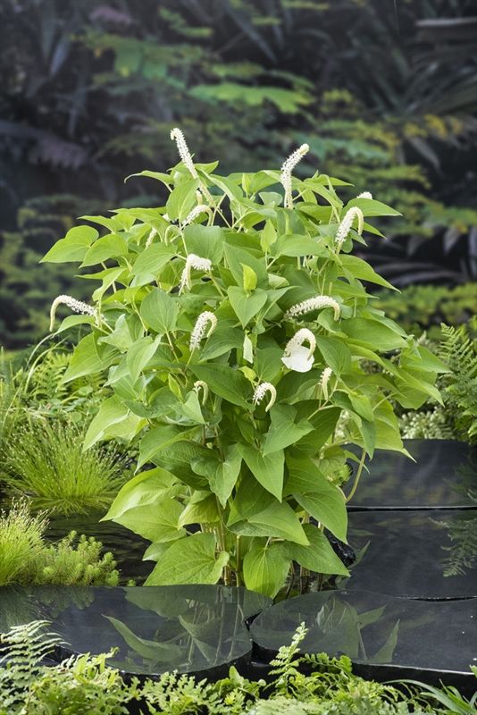 Saururus cernuus (18x18), D 18