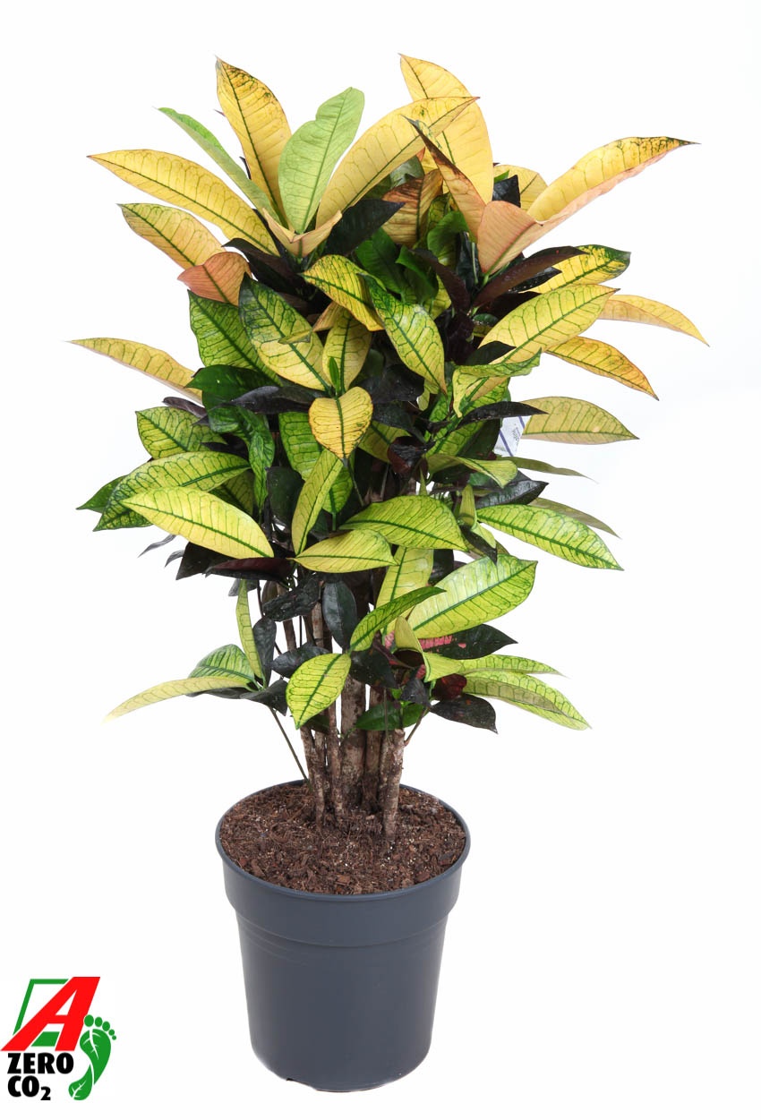 Codiaeum Mrs Iceton vertakt P24, D 24