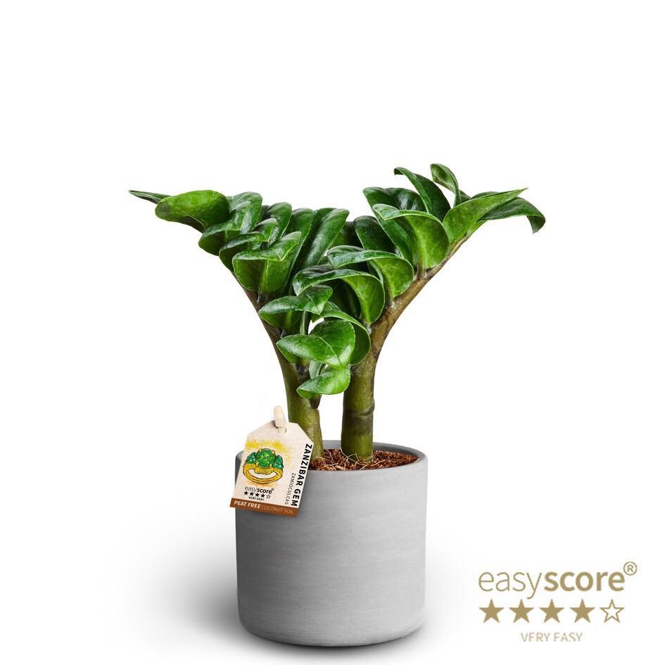 Raw Grey, ´Zenzi´, D 10