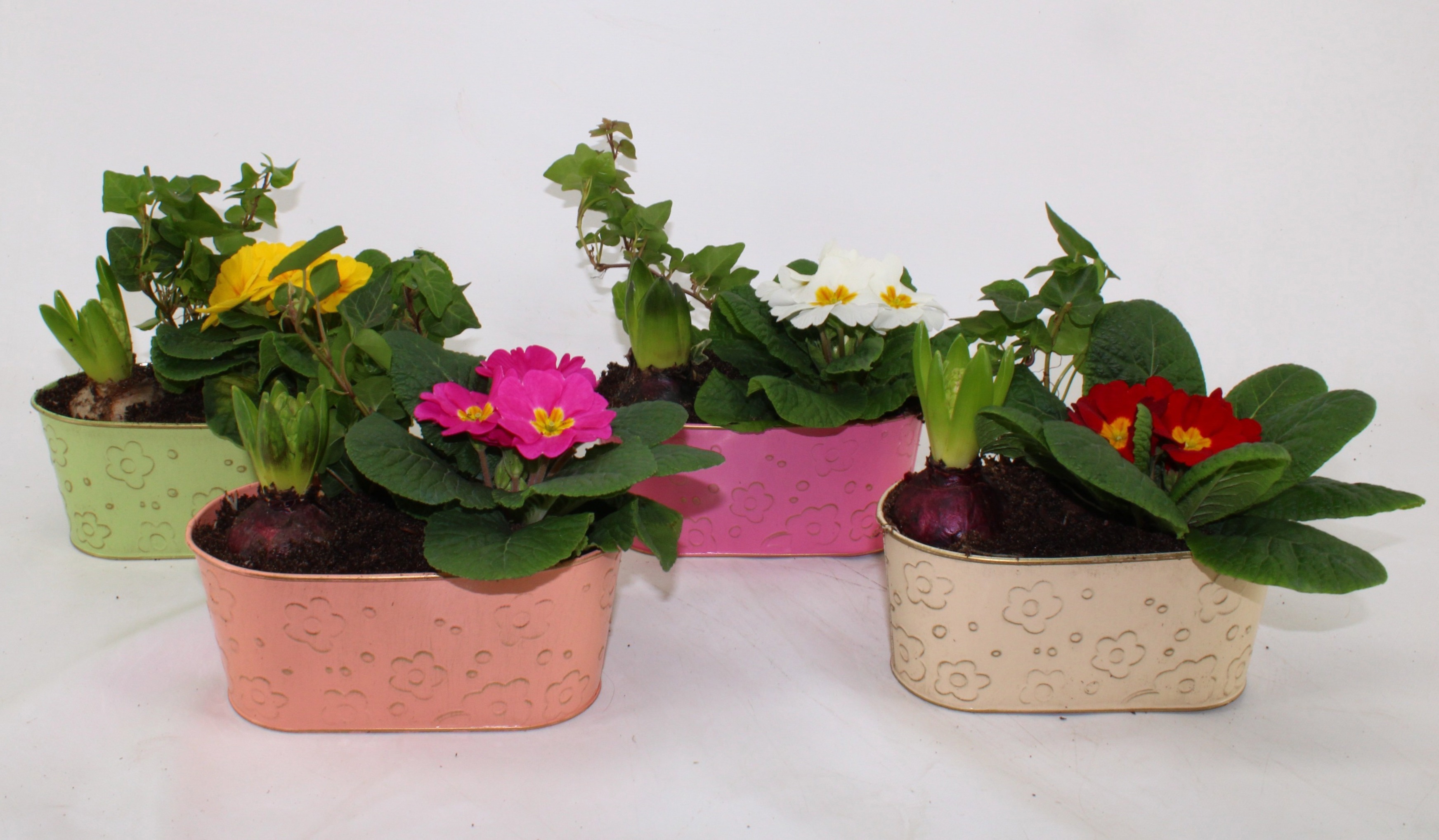Primula / Hyacint Arrangement Mix in Zinken Ovaal 19cm, D 19