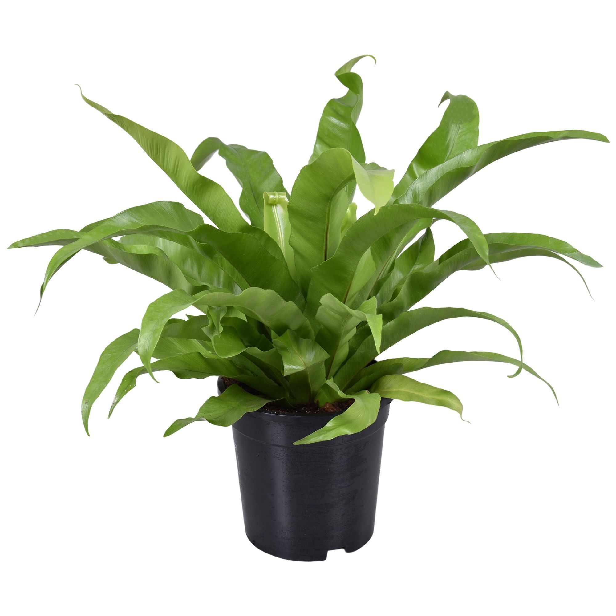 Asplenium Antiquum, D 17