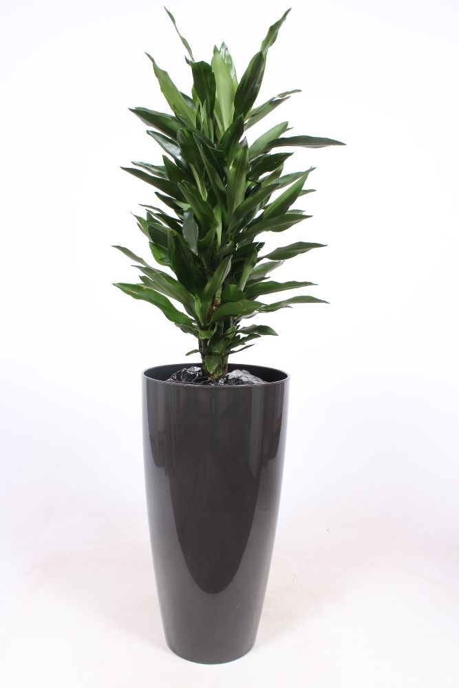 Dracaena Janet Lind in Santorini pot "antraciet", D 33 cm Dracaena Janet Lind in Santorini pot "antraciet", D 33 cm