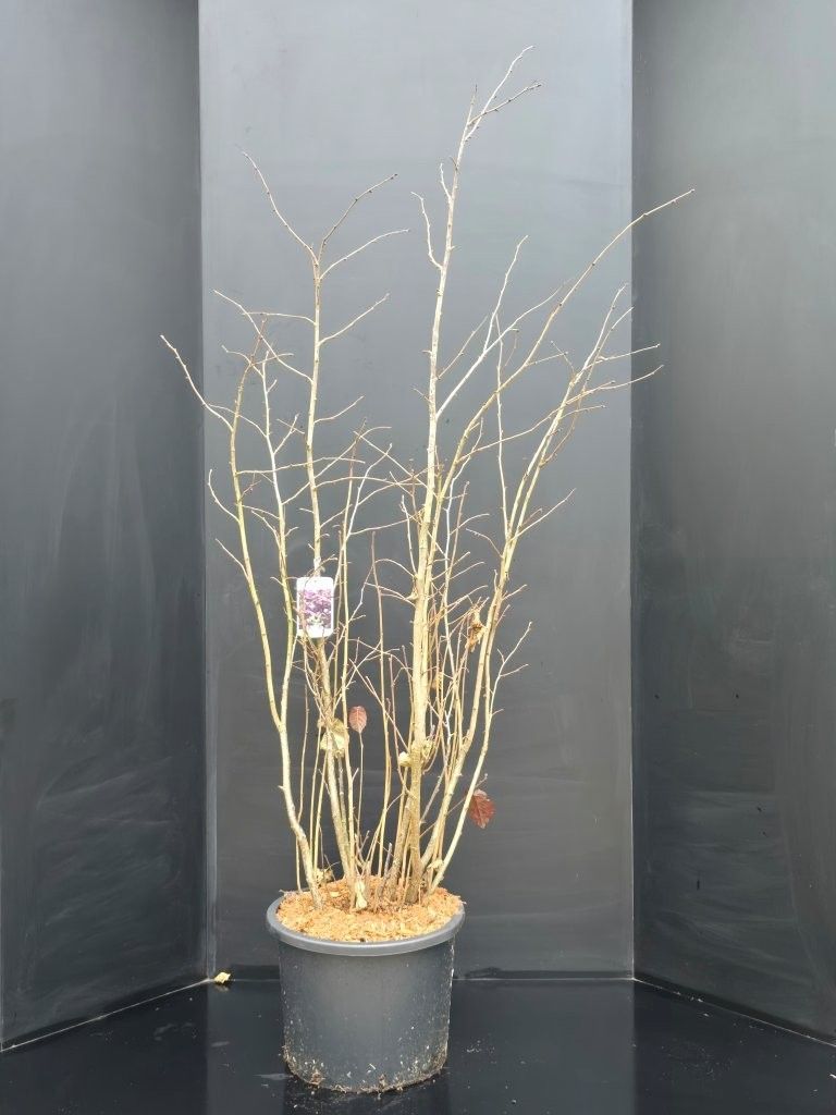 Corylus maxima 'Purpurea', D 38