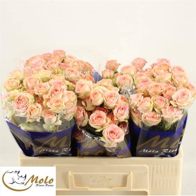 Роза куст. Азоре 50, шт.