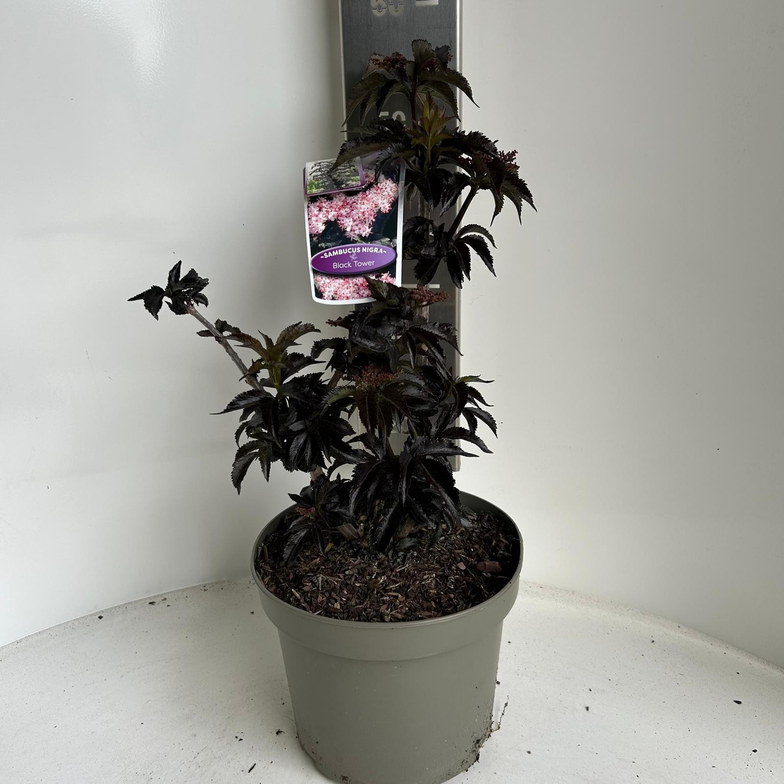 Sambucus nigra Black Tower ('Eiffel 1'PBR), D 23 cm