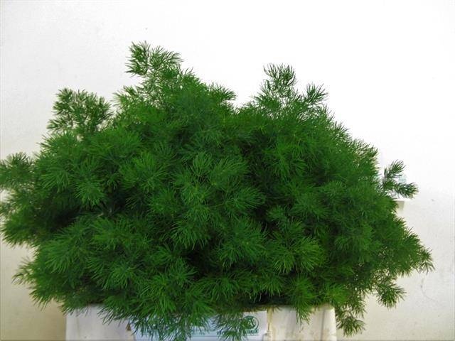 Аспарагус Умбелатус 40, шт.