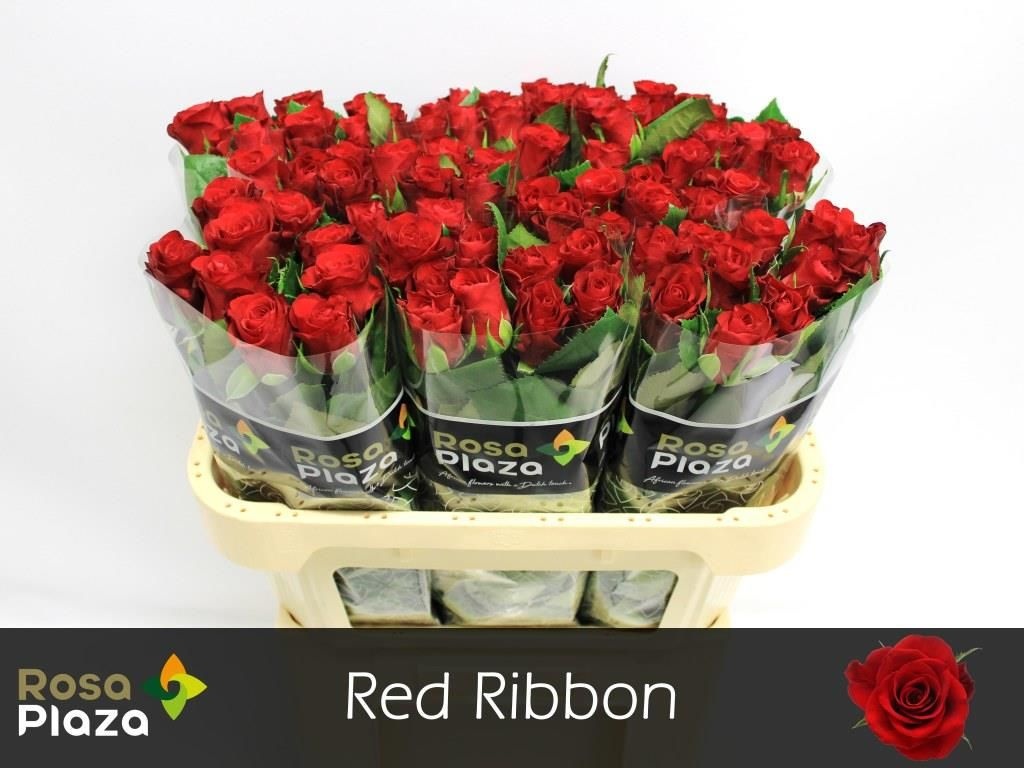 Роза од. Рэд Риббон 70, шт.