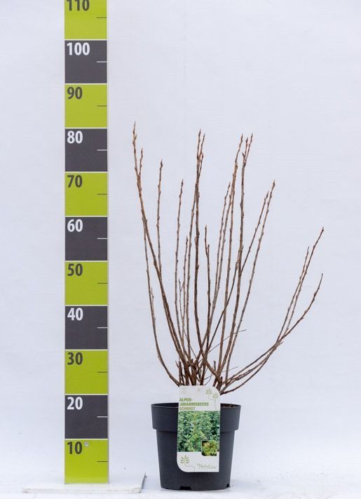 Ribes alpinum 'Schmidt' C 4,6, D 23