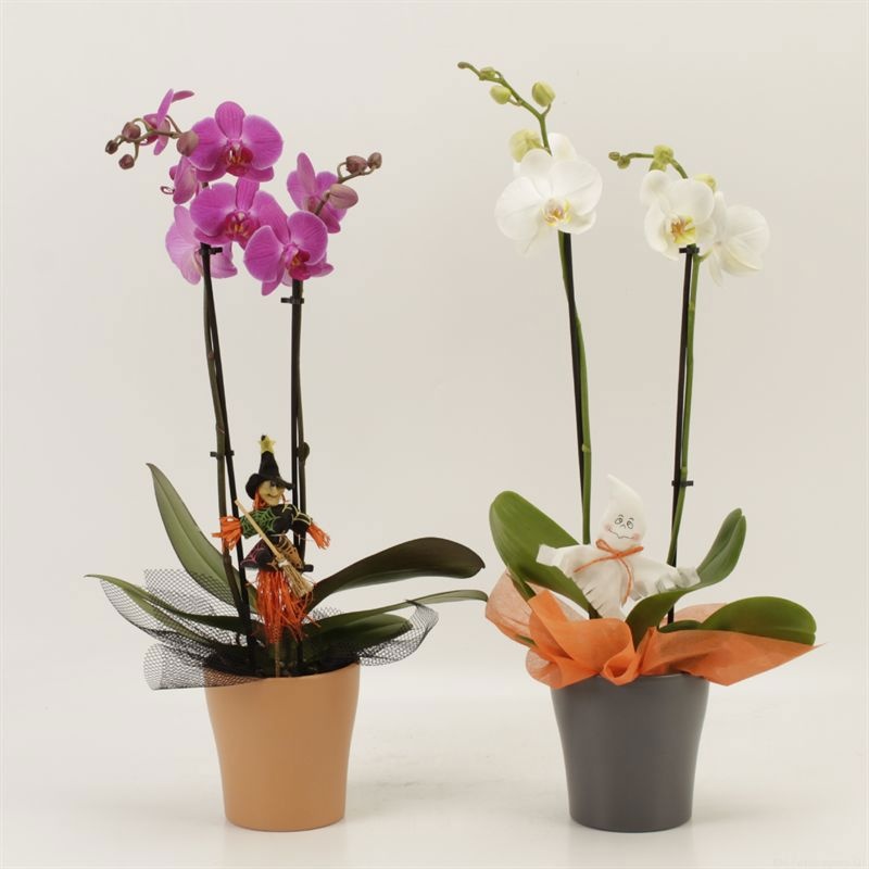 Phalaenopsis gemengd 2 tak gemengd in Halloween keramiek+doek+steker, D 12 cm