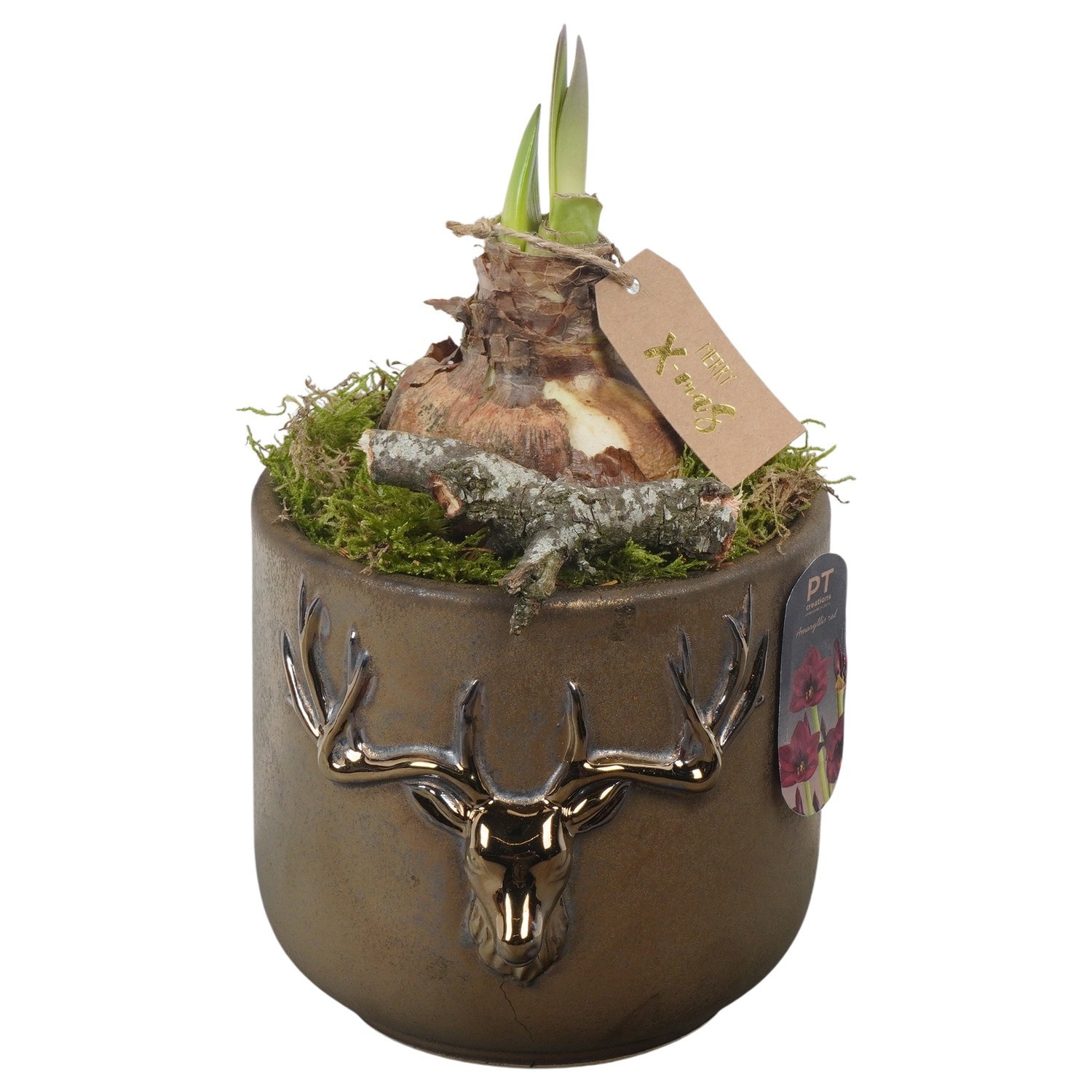 PTACH2489 Arrangement Amaryllis Christmas in keramiek pot, D 17