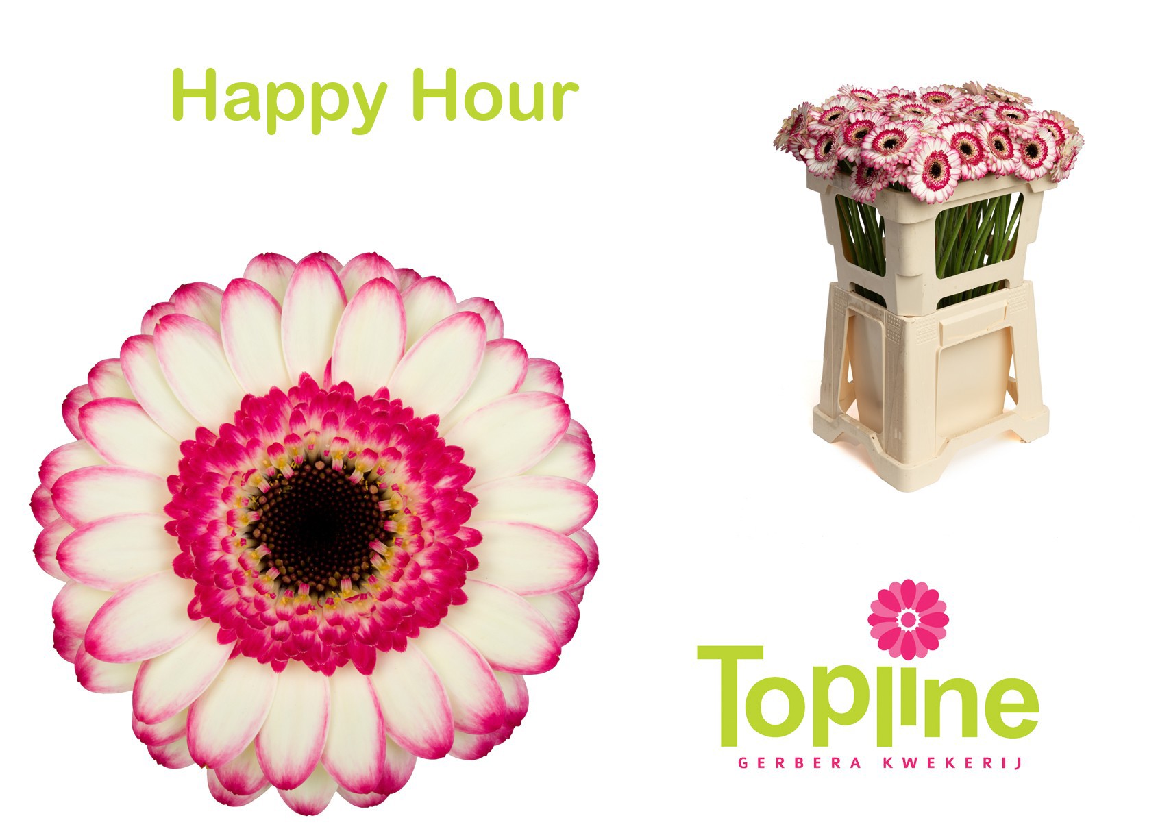 Гермини Хэппи Ауэр, шт.