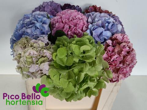 Гортензия Овериг 50, шт.