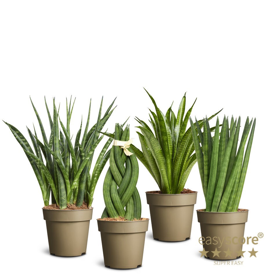 SANSEVIERIA CYLINDRICA 10980500 Sans.Cylindrica mix, D 9 cm