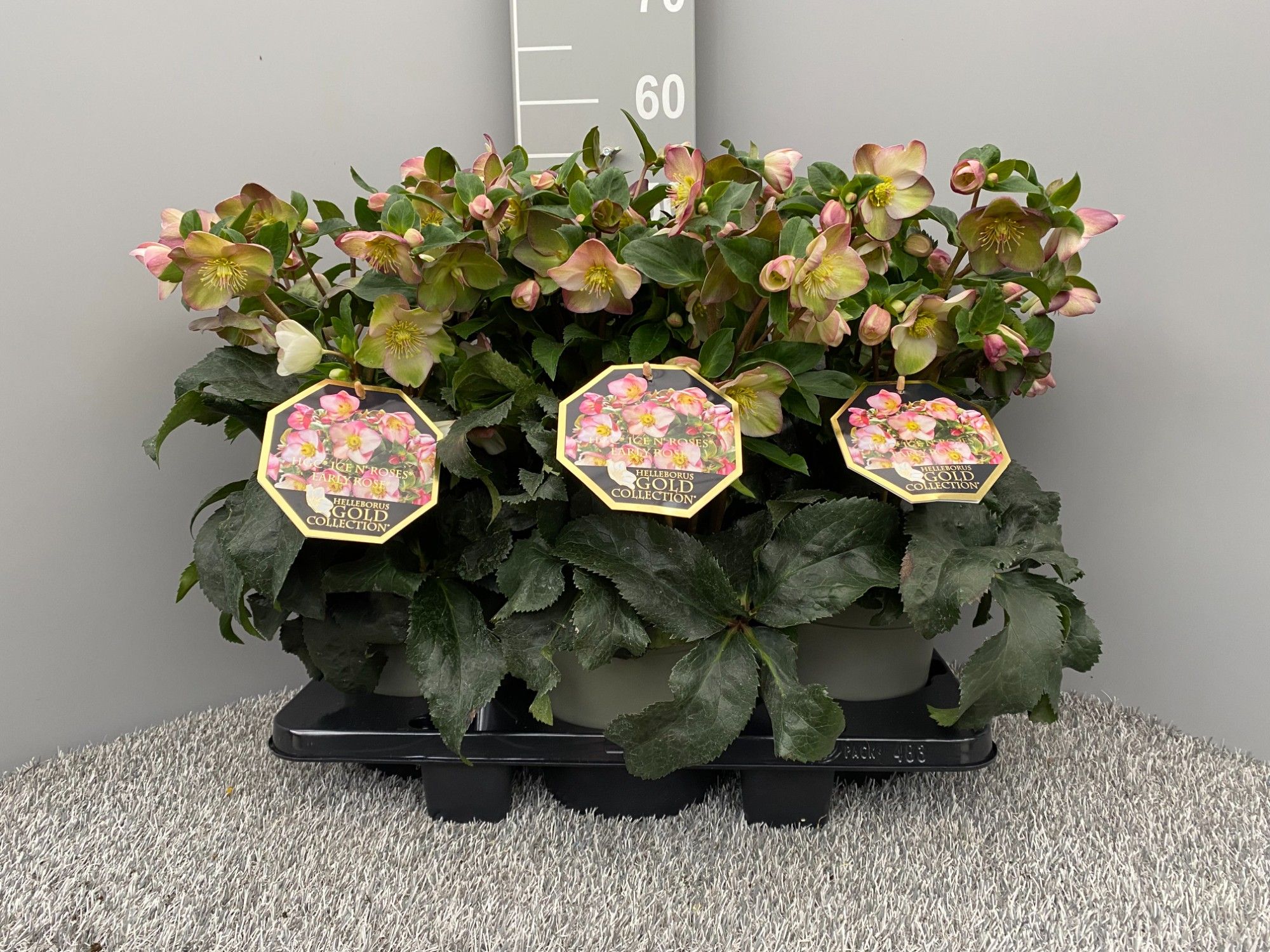 HGC® Ice N' Roses® Early Rose, D 19 cm