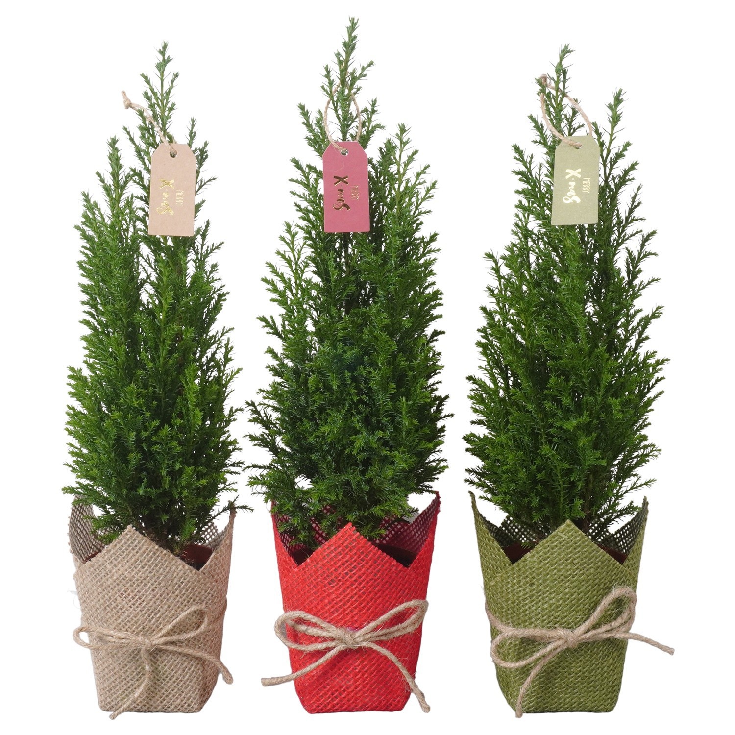 PTK26723 Ellwoodii in jute mix met decoratie, D 9