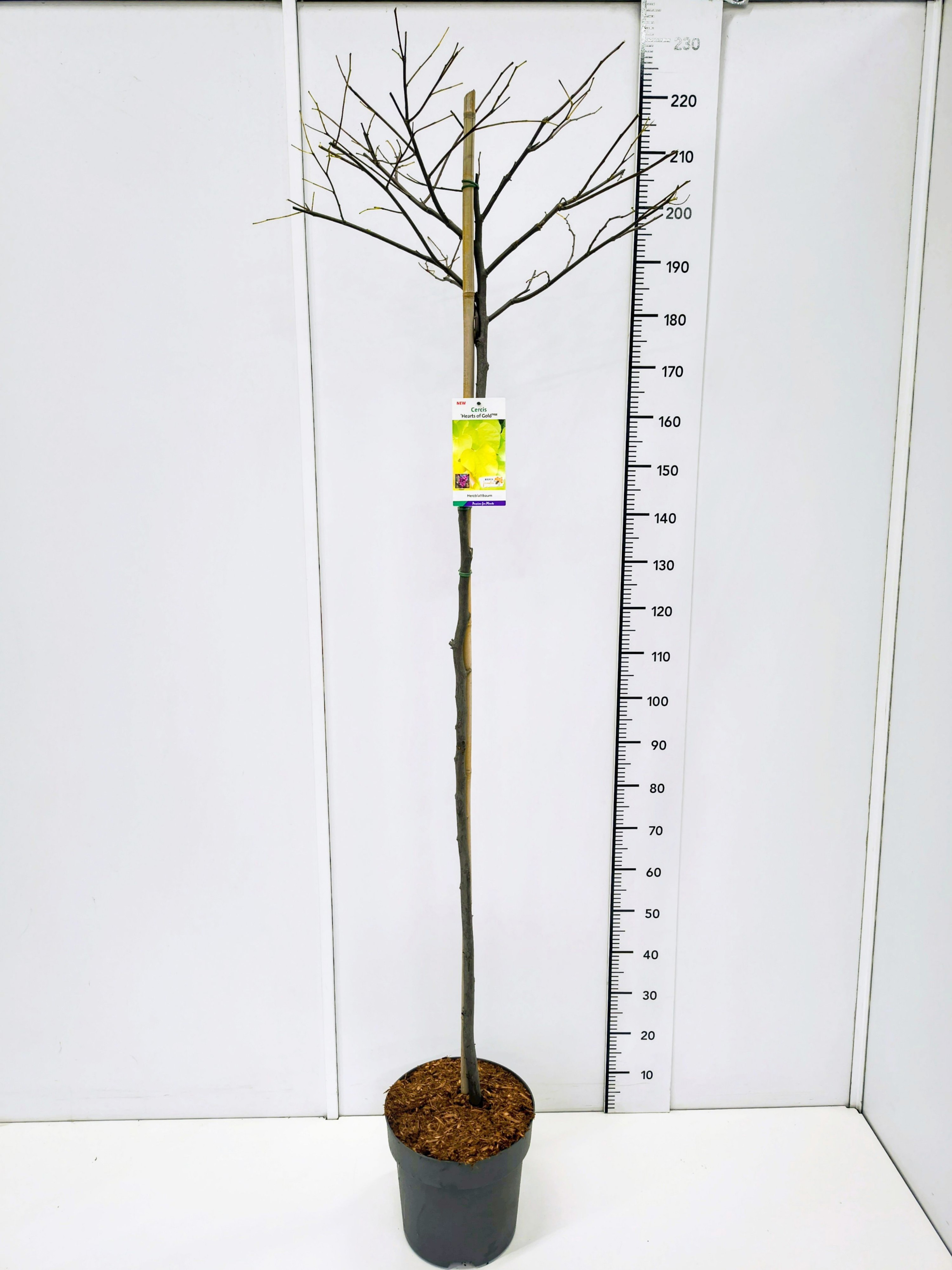 Cercis can. 'Hearts of Gold' 120CMSTC12, D 30