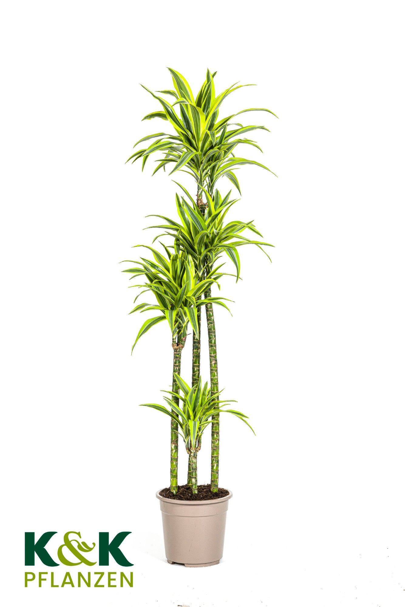 Dracaena deremensis Lemon Lime T27, D 27
