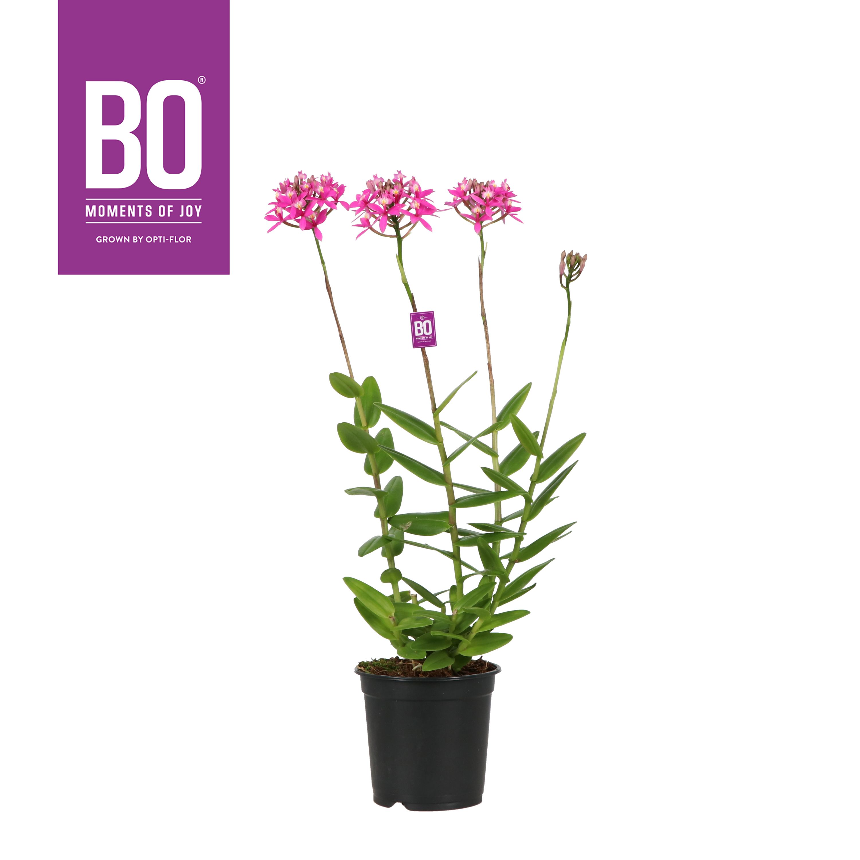 Epidendrum P15 BO Pink, D 15