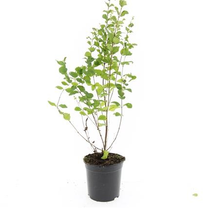 Symphoricarpos d. 'Mother of Pearl', D 14 cm