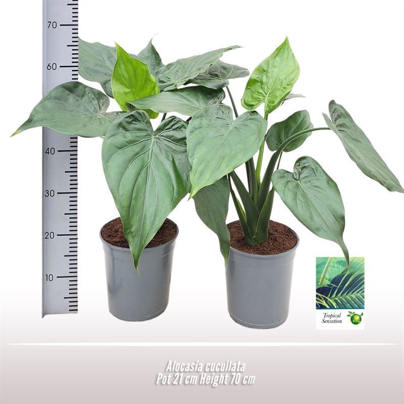 Alocasia cucullata, D 21