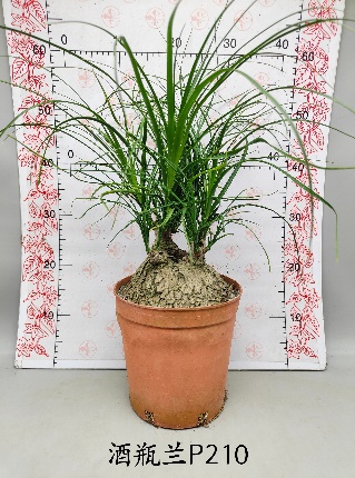 Нолина Перфект Вине Боттле Орхидея 21 60